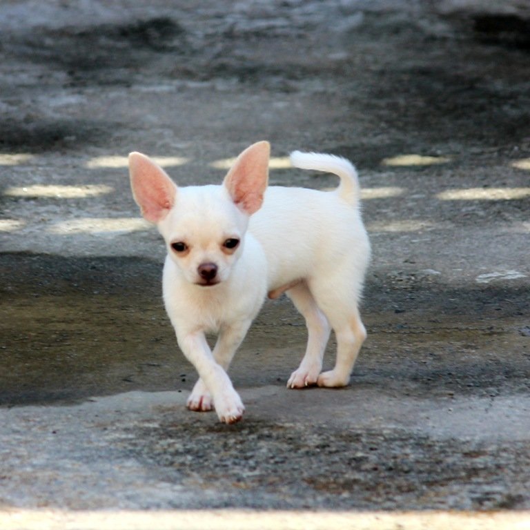 Filhote de chihuahua branco pelo curto